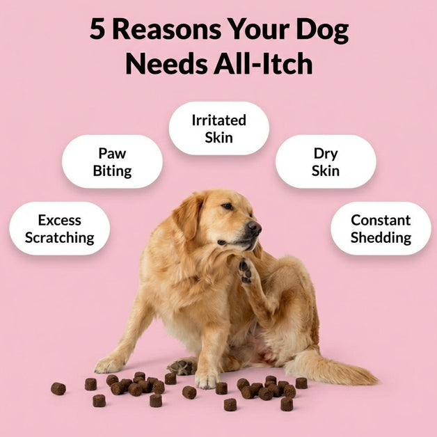 Paw Comfort Chews